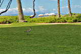 <!-- 241221 --> December 21 to December 28 2024<br>One Bedroom<br>OCEAN VIEW<br>Westin South<br>MAUI<br>