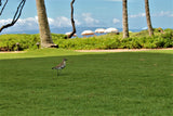<!-- 250215 --!> February 15 to February 22 2025 <br> Two Bedroom <br> OCEAN VIEW <br> Westin South Buildings <br> MAUI <br>